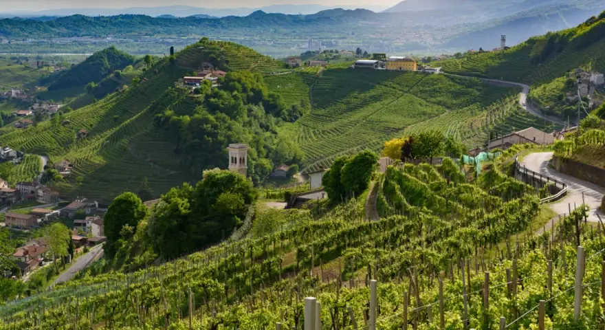 Rolling green hills covered in vineyards, with a winding road and scattered buildings.