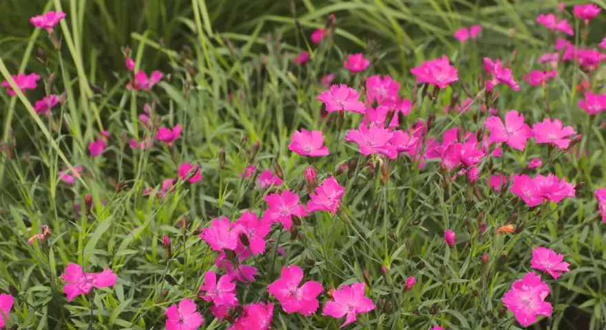 En äng full av livliga, rosa nejlika blommor som sträcker sig mot solen.
