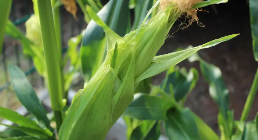 Un germoglio di mais verde, pronto per essere raccolto, con i suoi fili dorati che spuntano.
