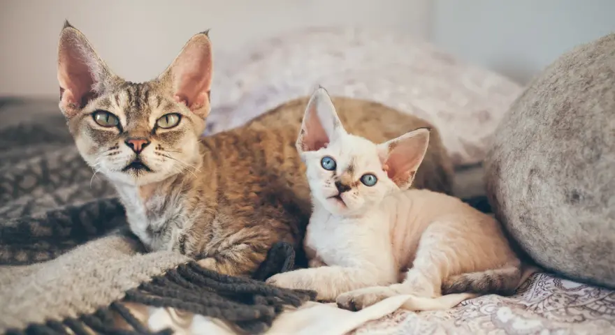 Dwa koty rasy Devon Rex leżą na kocu. Jeden jest pręgowany, drugi biały z niebieskimi oczami.