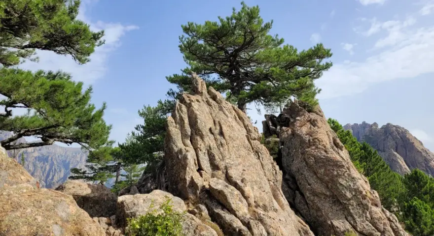 Rochers escarpés et pins majestueux sous un ciel bleu, paysage de **mare a mare sud** en Corse.