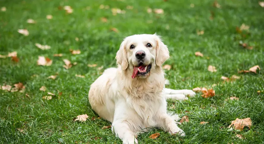 Jak wychować golden retrievera: skuteczne metody i porady dla właścicieli