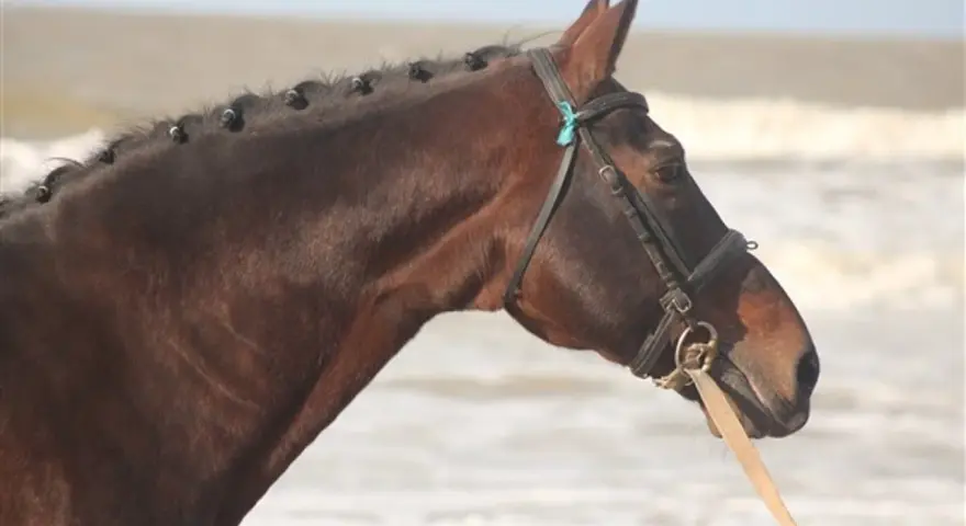 Le beau cheval bai, nouma d'auzay, aux crins tressés, se tient près de l'océan.