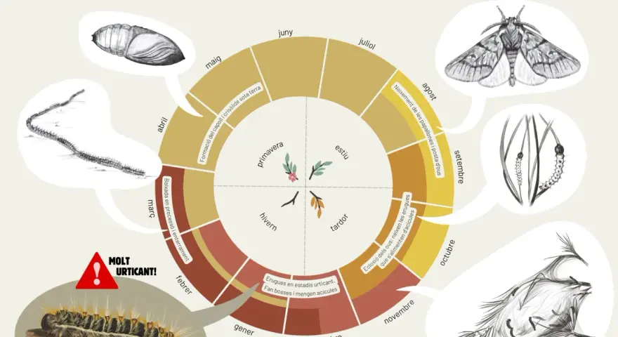 Ciclo vital de la procesionaria del pino: desde la oruga urticante hasta la procesionaria adulta, pasando por pupa y mariposa.