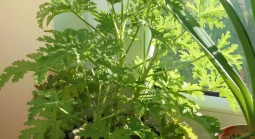Zielony, rozłożysty geranium anginka z postrzępionymi liśćmi, rosnący na parapecie.