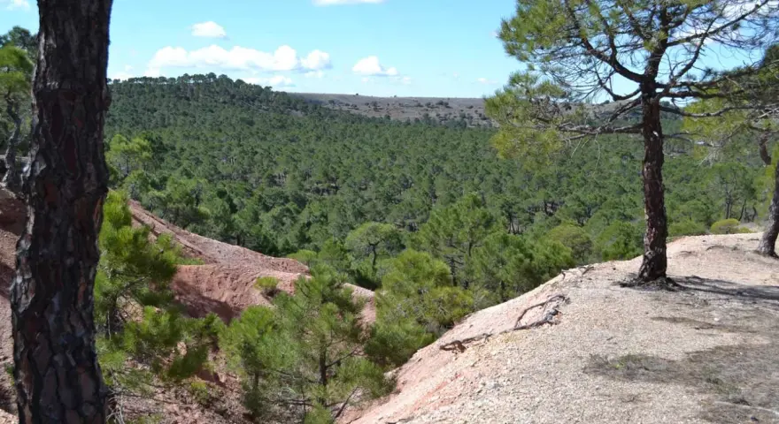 Vistas del mirador de Sigüenza, con un extenso bosque de pinos verdes y un terreno rojizo.