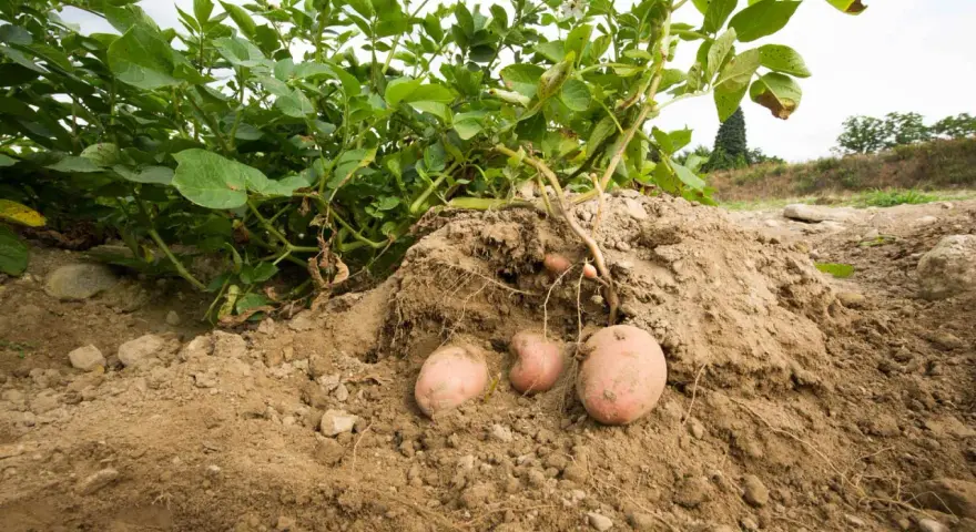 La terra rivela i suoi tesori: una pianta di patate con tuberi rosa pronti per essere raccolti.