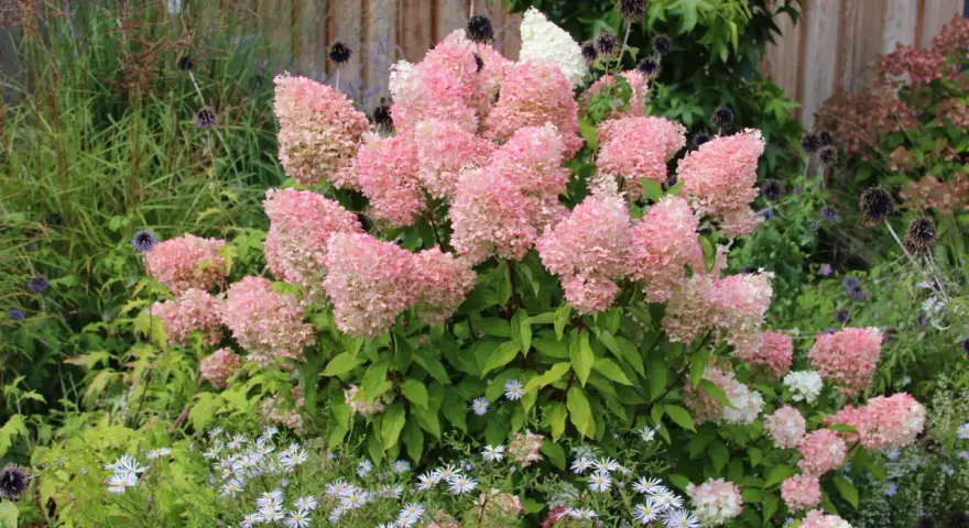 Ein Garten voller rosa Rispenhortensien, die sich gut vermehren lassen. Kleine weiße Blüten und dunkle Kugeldisteln ergänzen das Bild.
