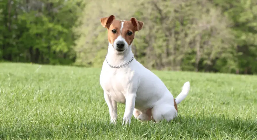 Jack Russell Terrier siedzący na trawie w słoneczny dzień, z drzewami w tle.