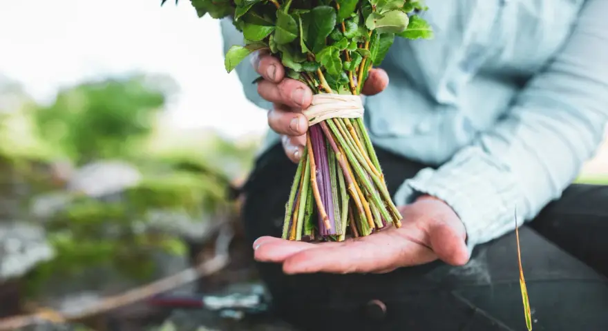 Händer som håller en bukett med gröna blad och lila stjälkar, redo att binda bukett.