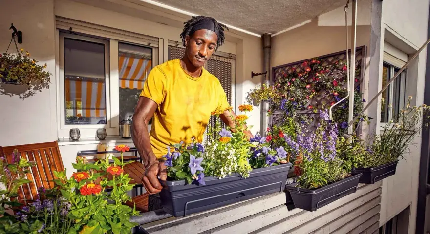 Mann bepflanzt einen Balkonkasten mit bunten Blumen. Der Mann in gelbem T-Shirt arrangiert die Pflanzen für ein schönes Ergebnis.