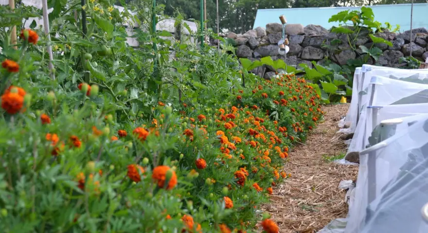 En rad med orange blommor kantas av tomatplantor i en pallkrage. Bredvid syns odlingar under fiberduk.