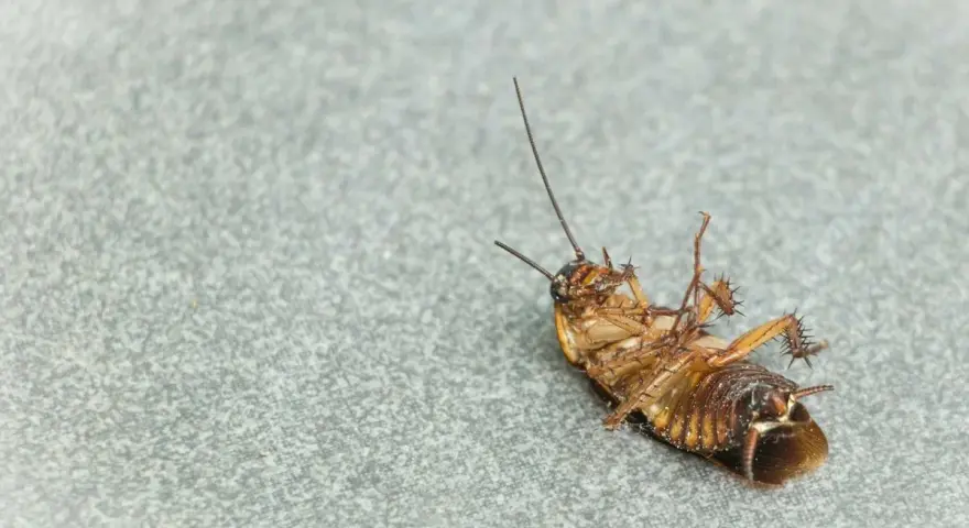 Una cucaracha muerta boca arriba sobre una superficie gris. Un recordatorio de las plagas que pueden aparecer con las cucarachas en verano.