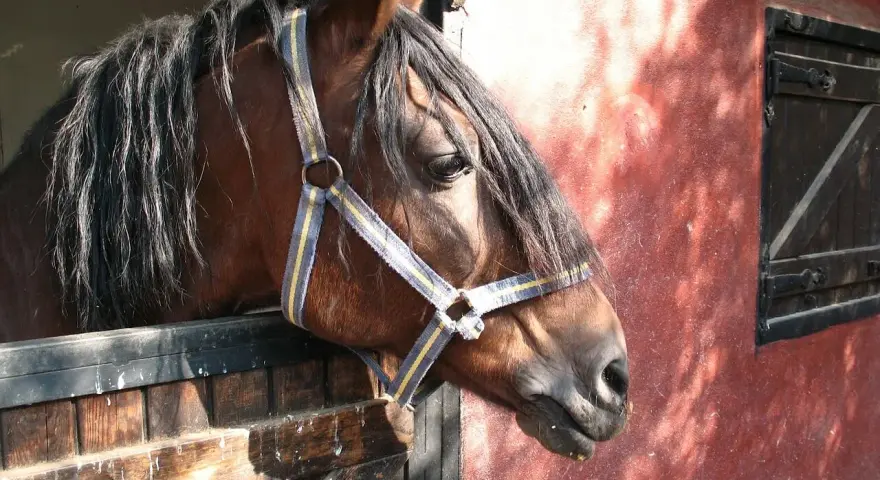 Un cheval brun à la crinière sombre regarde depuis son box dans une écurie de propriétaire. La lumière du soleil éclaire le mur rouge.