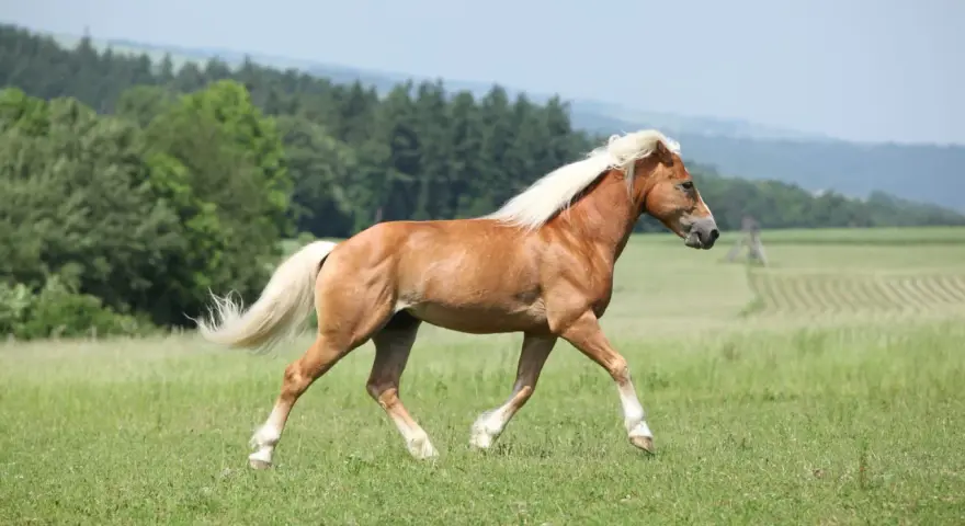 Un magnifique cheval palomino galope dans un pré verdoyant, sa crinière blonde flottant au vent.