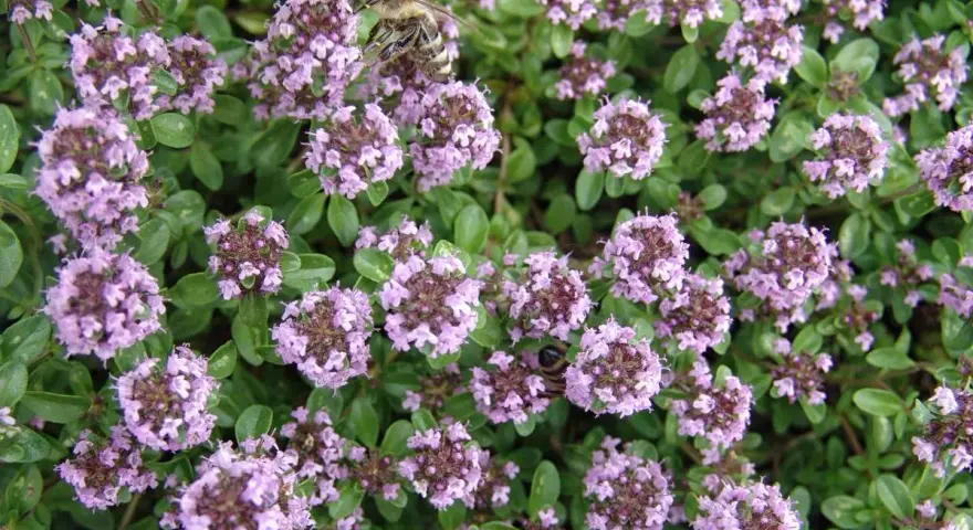 Bin samlar nektar från kaskadtimjan och backtimjan. Blommorna är små och lila, och bladen är gröna och aromatiska.