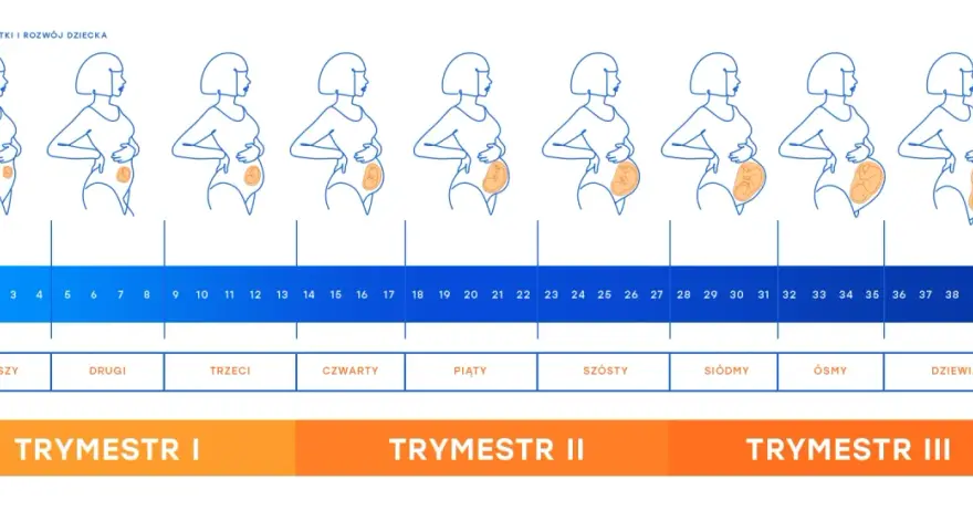 Zmiany sylwetki kobiety w kolejnych tygodniach ciąży i miesiącach, od pierwszego do dziewiątego. Rozwój dziecka od zarodka do noworodka.