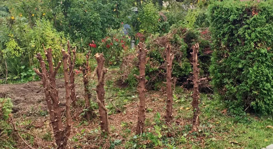 Mehrere abgestorbene Baumstümpfe stehen im Garten. Die Arbeit, **Strauchwurzeln entfernen**, ist hier offensichtlich noch nicht abgeschlossen.