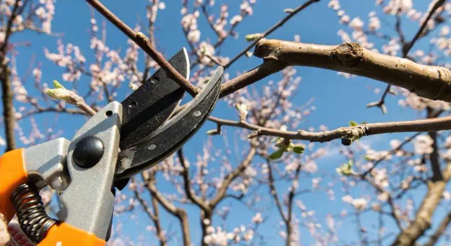 Beskärning av ett blommande bigarråträd med sekatör mot en klarblå himmel.