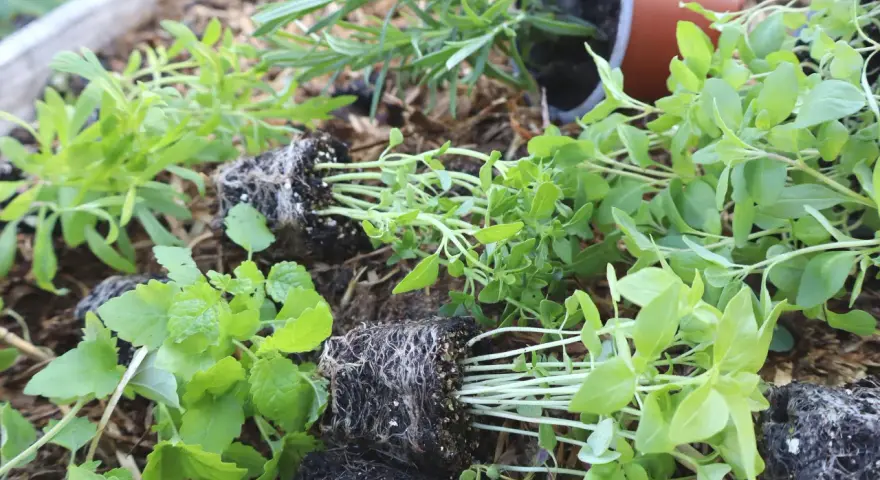 Små plantor med kryddor i kruka utomhus, redo att planteras.