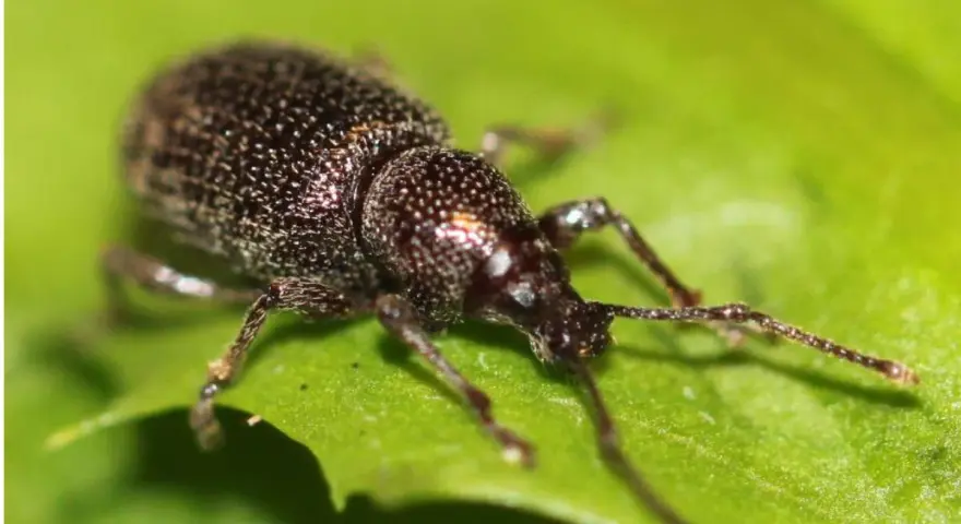 Oziorrinco su foglia verde, forse in attesa di deporre le sue uova.