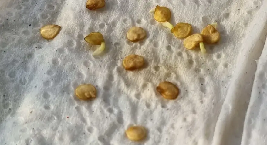 Kleine Keimlinge sprießen aus Samen auf feuchtem Tuch. Das Vorkeimen von Bohnen ist ein spannender Prozess.