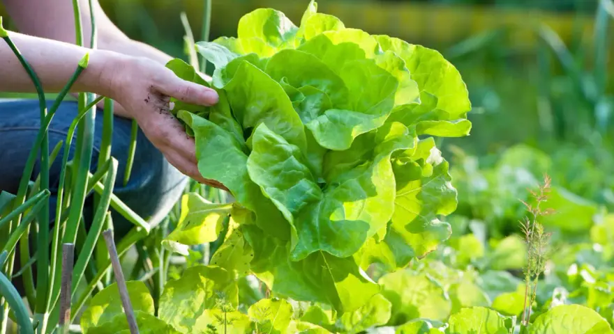 Hände ernten einen frischen Kopfsalat im Garten. Das knackige Grün leuchtet in der Sonne.