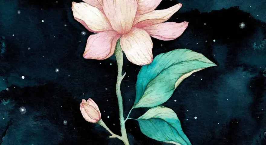 Une magnifique aquarelle sur fond noir, représentant une fleur de magnolia rose pâle avec des feuilles vertes et un petit bourgeon, le tout baignant dans une douce lumière étoilée.