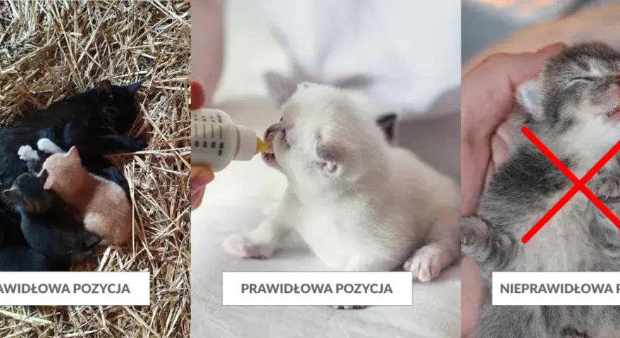 Dlaczego kotka nie chce karmić kociąt? Odkryj przyczyny i rozwiązania