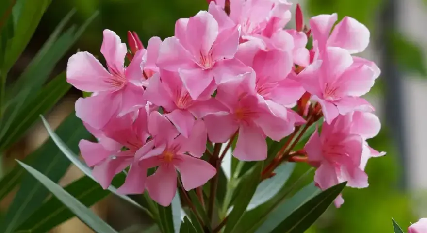 Kwitnący oleander po wiosennym przycinaniu. Delikatne, różowe kwiaty i długie, zielone liście tworzą piękny bukiet.