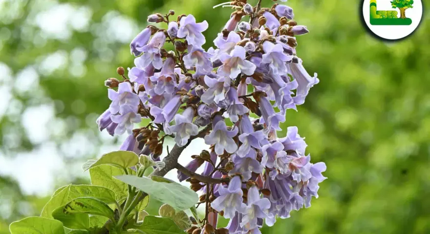 Ein blühender blauglockenbaum, dessen Blüten zwar schön anzusehen sind, aber Vorsicht: der blauglockenbaum ist giftig.