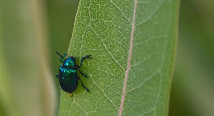 Un escarabajo verde metálico, un ejemplo de los diversos tipos de escarabajos, descansa sobre una hoja verde con venas marcadas.