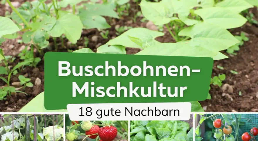 Buschbohnen-Mischkultur: junge Buschbohnen im Beet mit 18 guten Nachbarn wie Gurken, Erdbeeren, Salat und Tomaten.