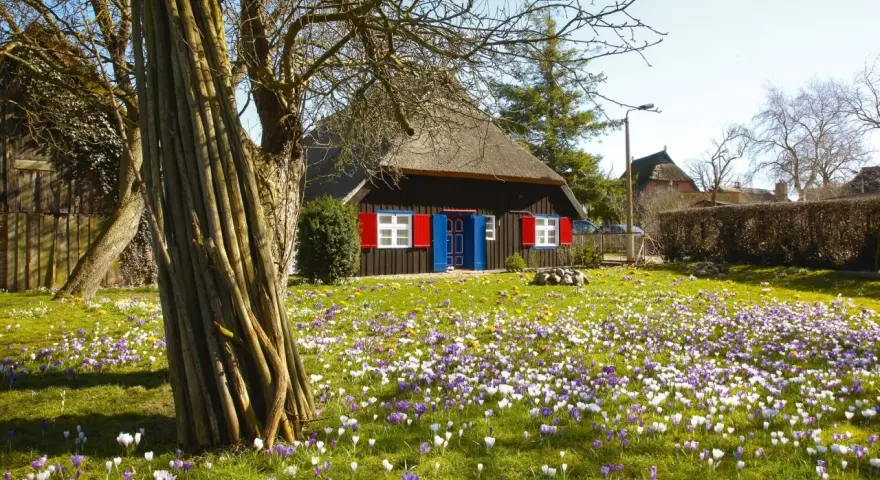Ein Haus mit Reetdach und roten Fensterläden, umgeben von einem blühenden Krokusfeld. Perfekt für Ostern 2026 MV.