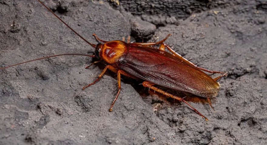 Cucaracha marrón sobre superficie oscura. Aunque no pican, su presencia es desagradable.