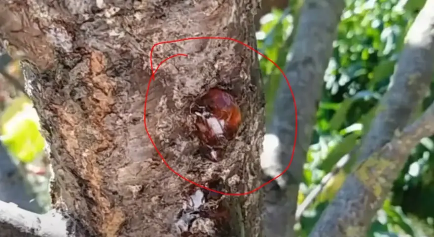 Gommosi albicocco che trasudano dalla corteccia di un albero.