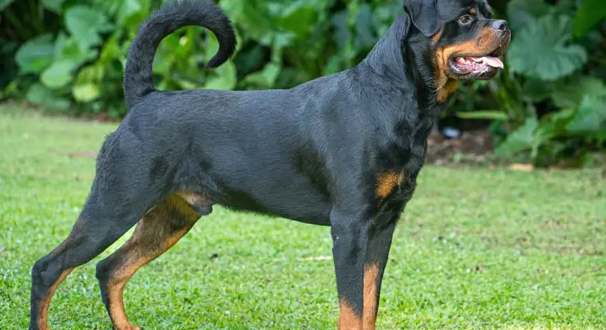 Potężny Rottweiler, rasa psa na r, stoi na trawie. Jego czarna sierść z rudymi znaczeniami lśni w słońcu.
