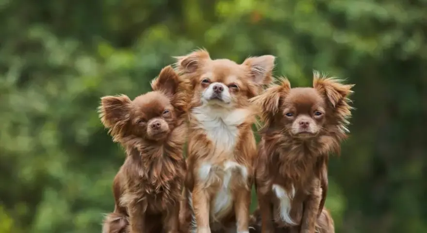 Czy chihuahua gubi sierść? Oto co musisz wiedzieć o linieniu
