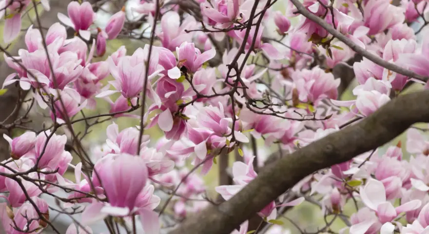 Kwiaty magnolii przed domem, delikatne płatki w odcieniach różu i bieli tworzą wiosenną dekorację.