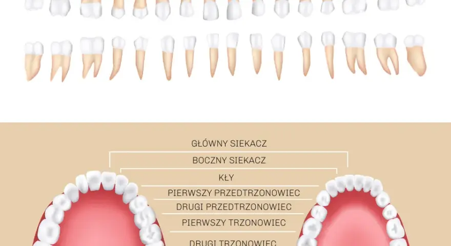 Ile zębów ma dorosły człowiek? 32 to nie zawsze norma!