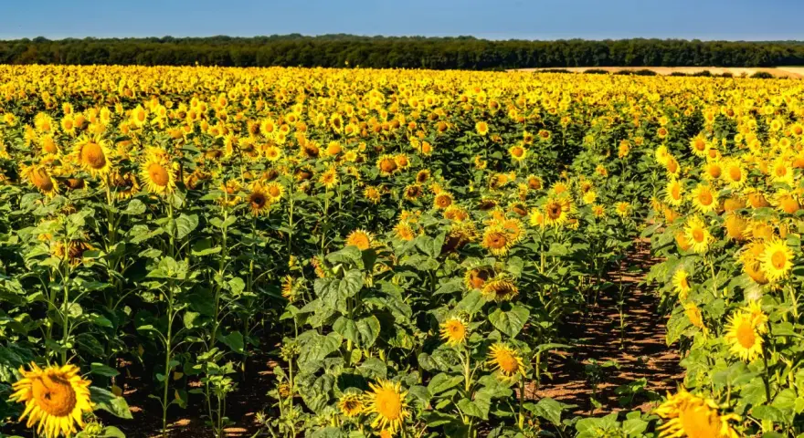 Vasto campo di girasole coltivazione sotto un cielo azzurro. I fiori gialli brillano al sole, creando un paesaggio mozzafiato.