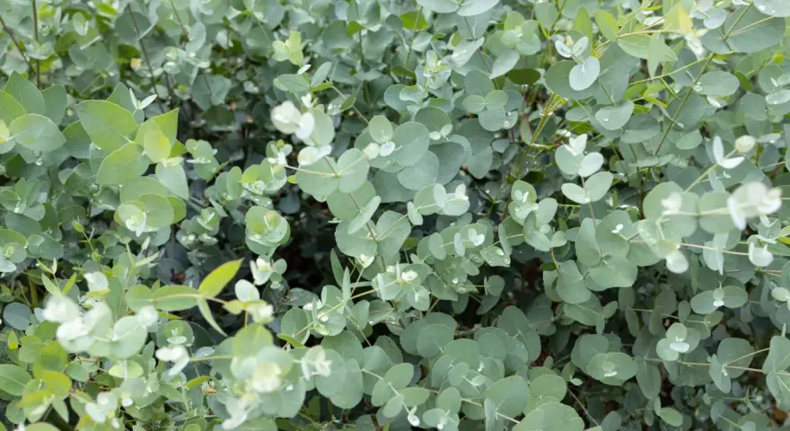 Ein dichter Bewuchs von Eukalyptusblättern, ideal um Eukalyptus im Garten zu kombinieren. Kleine Wassertropfen glänzen auf den runden, silbrig-grünen Blättern.