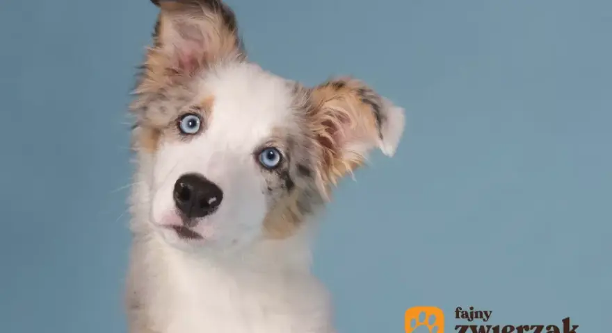 Uroczy szczeniak border collie blue merle z niebieskimi oczami, przechylający głowę.