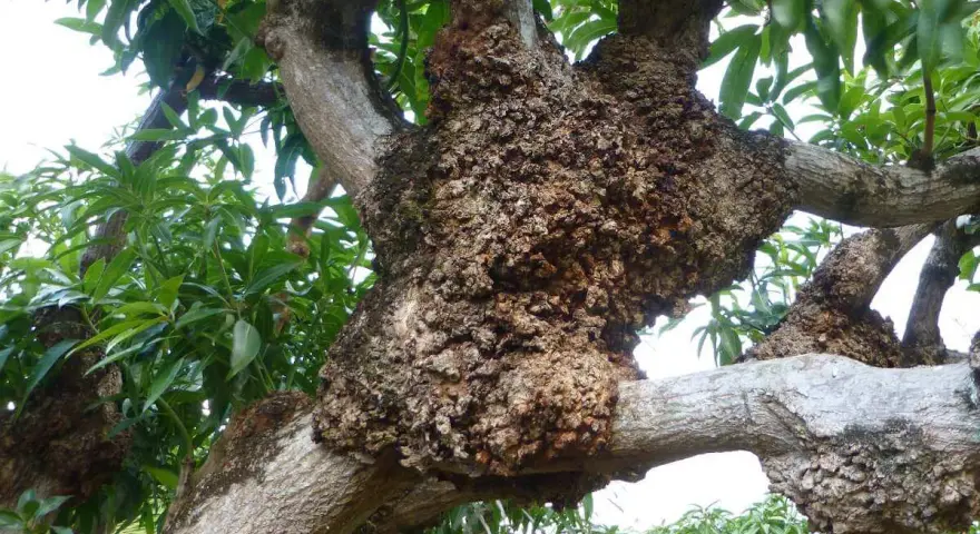 Tronco de árbol con tumores. ¿Cómo curar un cerezo enfermo? Las ramas muestran crecimientos anormales y corteza rugosa.