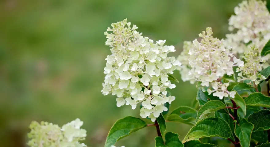 Vackra, ljusa klasar av hortensia utomhus mot en suddig grön bakgrund. En sommaräng i Sverige.