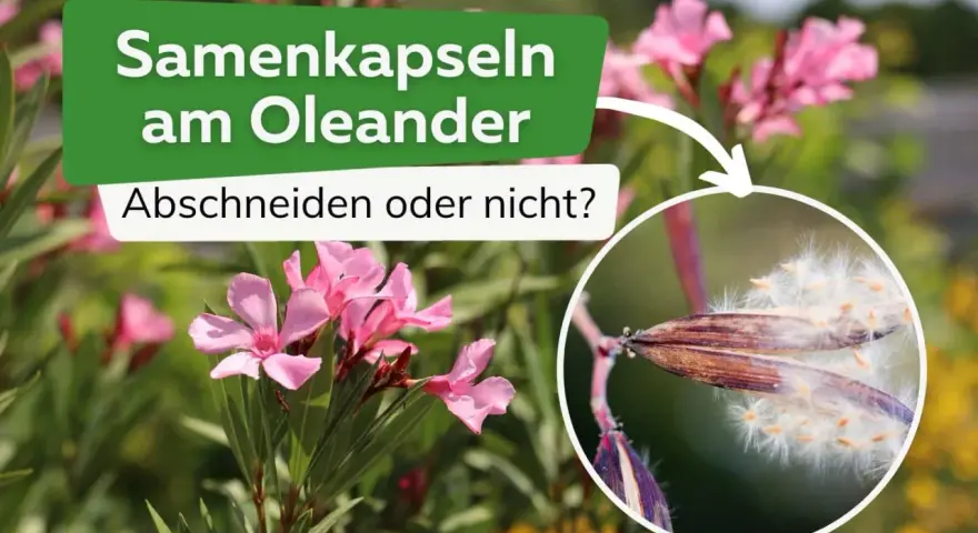 Oleander-Samenkapseln mit flauschigen Samen. Sollte man sie abschneiden?