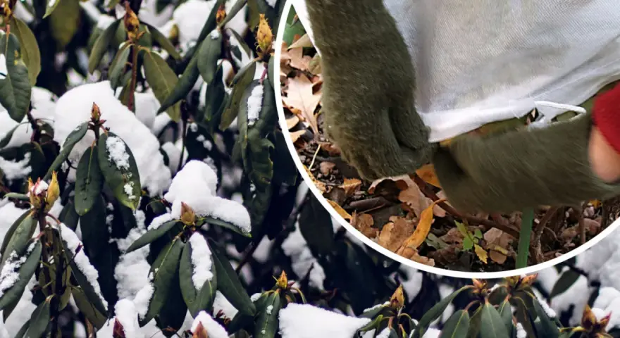 Zimowy rododendron okrywany na zimę. Zielone liście i pąki pokryte śniegiem, a dłonie w rękawiczkach zabezpieczają roślinę.