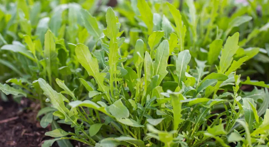 Frischer Rucola wächst dicht im Beet, bereit zum Rucola ernten. Die grünen Blätter sind leicht gezackt und versprechen würzigen Geschmack.