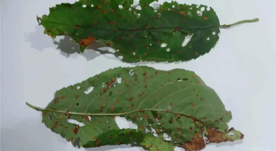 Foglie di ciliegio con macchie e fori, segni di corineo.