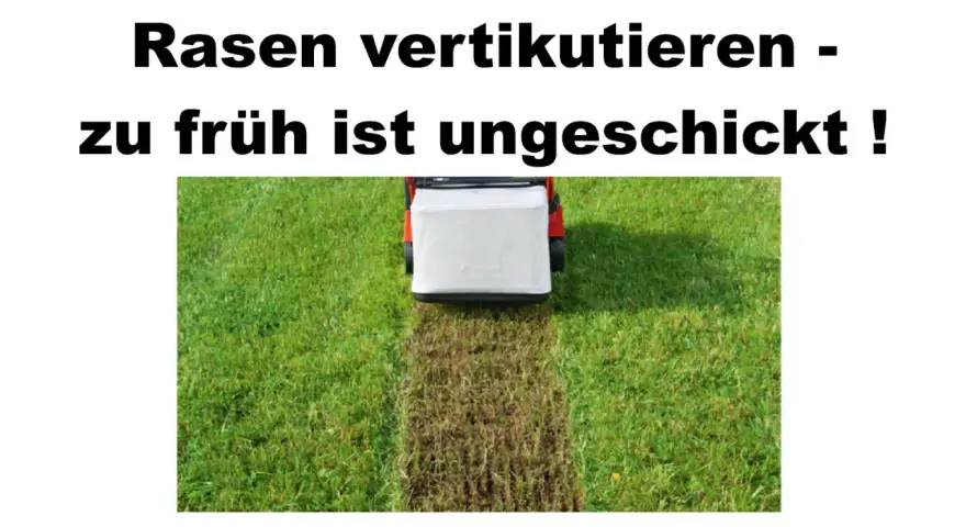 Rasen vertikutieren: Ein Rasenlüfter entfernt Moos und Unkraut. Zu früh ist ungeschickt!
